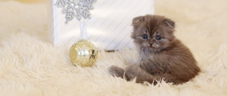 chat sur un tapis à Noël